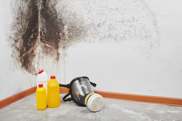 Best Fast Mold Removal  in Rialto, CA