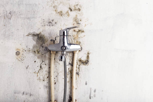 Best Emergency Mold Removal  in Rialto, CA