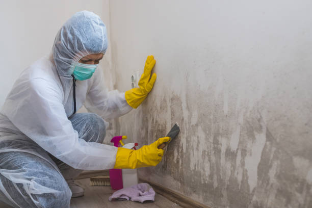 Professional Mold Removal in Rialto, CA