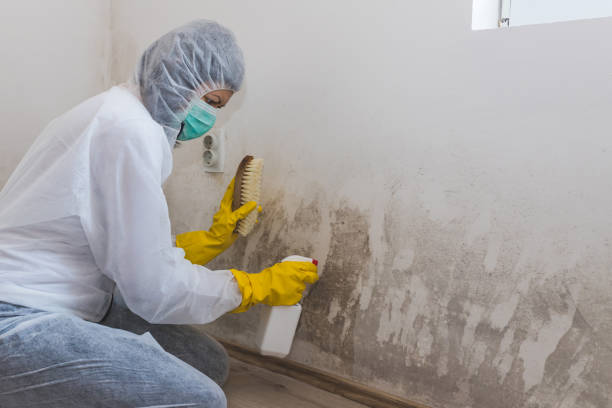 Best Certified Mold Removal  in Rialto, CA