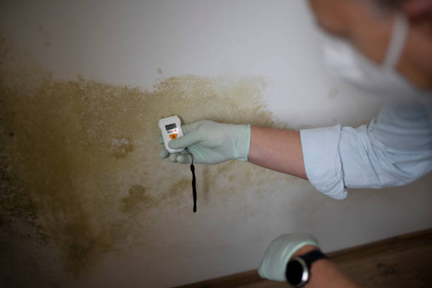 Best Crawl Space Mold Removal  in Rialto, CA