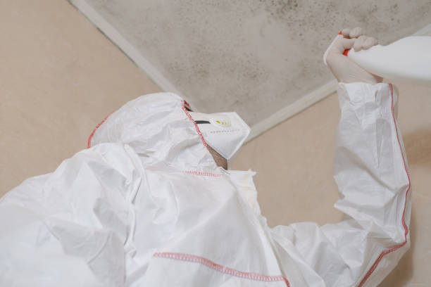 Best Same-Day Mold Removal  in Rialto, CA