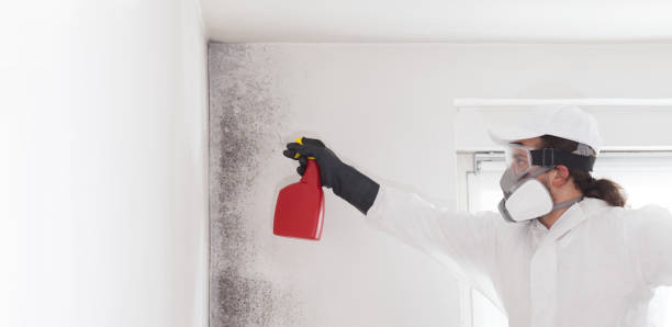 Best Home Mold Removal  in Rialto, CA