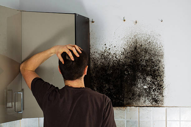 Best Toxic Mold Removal  in Rialto, CA