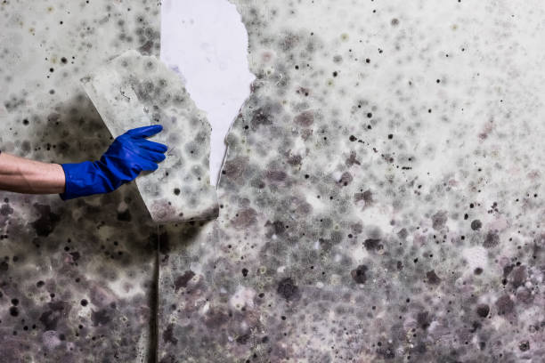 Best Mold Remediation Experts  in Rialto, CA